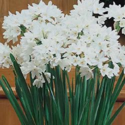 Paperwhite Bulbs 12 Bulbs For 5.00