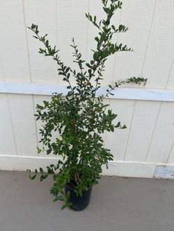 Wonderful pomegranate fruit tree plant in 5gl.