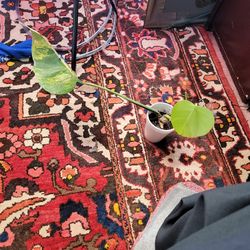 Monstera Aurea Marmorata Halfmoon Marble 