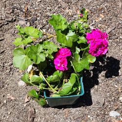 Violet Flowering Ivy Geraniums