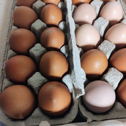 Organic Pasture Raised Chicken Eggs For Sale $4 a Dozen