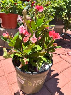 Crown Of Thorns (Large Flower)