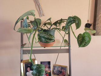 Beautiful Silver Satan Pothos
