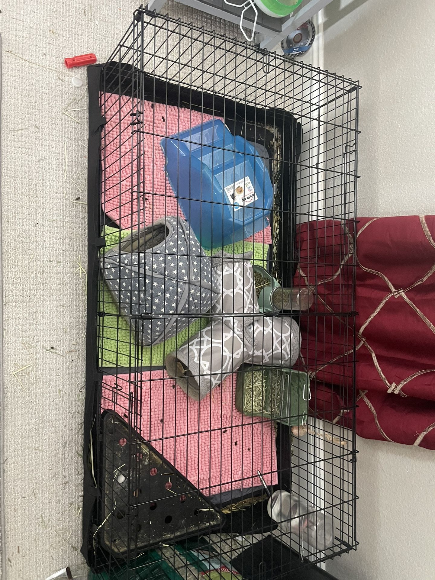Guinea Pigs With Cage And Supplies