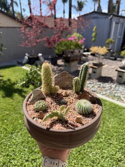 Cactus Arrangement