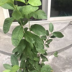 Guava Tree Plant