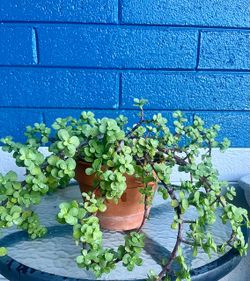Small elephant plant