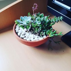 Succulents