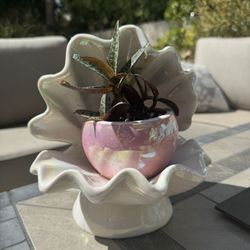 🐚 🐚 🐚 🔥 Rare: 2pc Pearl n Shell Planter w Rare Leppard Lily Succulent 🪴 