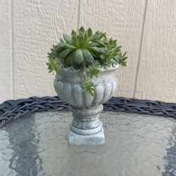 Cute Succulent 