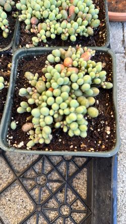 Succulent Plant 4” Pot