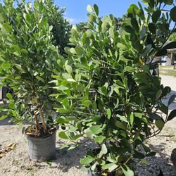 huge clusias Over 6 feet tall Instant Privacy Hedge For Fence