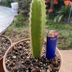 Pach X Gurau Cactus