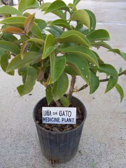 Para El cancer una de Gato
