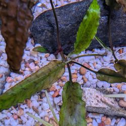 Cryptocoryne Wentii Green $5 Each 