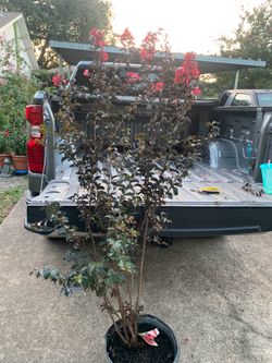 Red Crape Myrtle tree black diamond