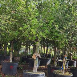 Live Aok Tree 65 Gallons 25 Ft Tall 4 In 5 Pulgada De Tronco