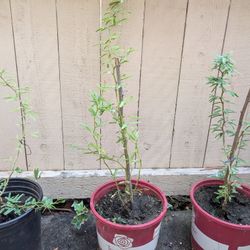 Mesquite Trees 