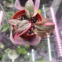 Philodendron Pink Princess plant