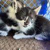 Cat Lover 
