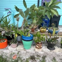 Plants All Sorts Mixed Pots Mostly Native 