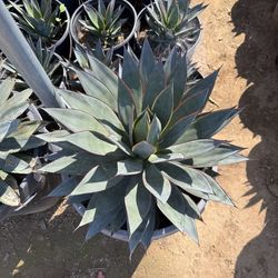 AGAVE BLUE GLOW