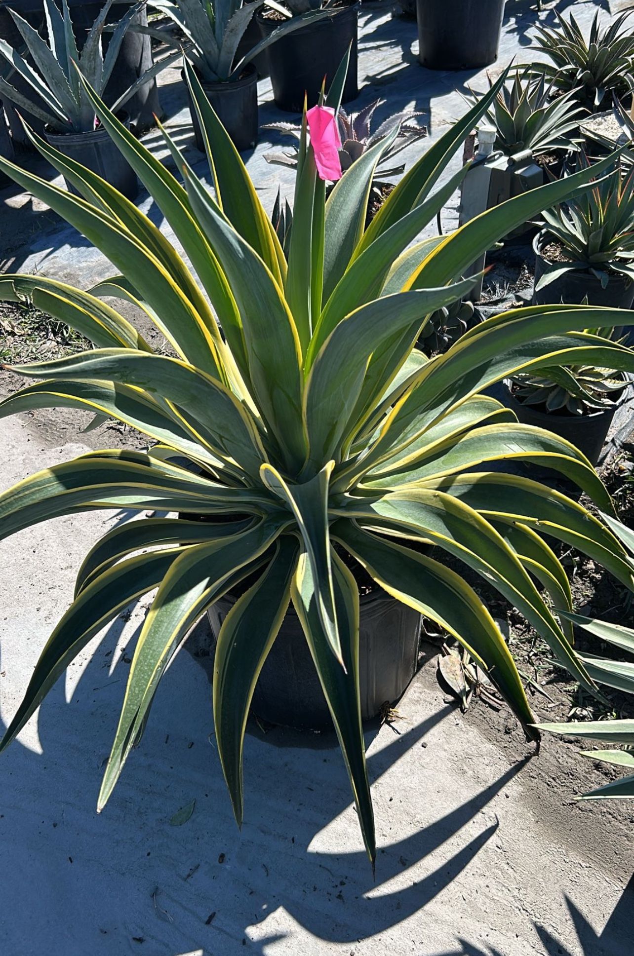 Variegated Agave 