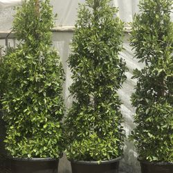 Ficus Nitida  25 Gallons 7 To 8 Feet Tall  Planting Service Available 
