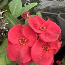 Corona De Cristo Flor Grande