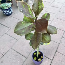 African Milk Bush Plant In Ceramic Pot 