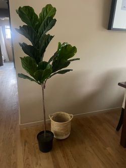 IKEA artificial fiddle leaf plant w basket