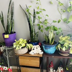 Plants For Sale 20 Each 