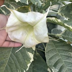 Variegated Angels Trumpet 