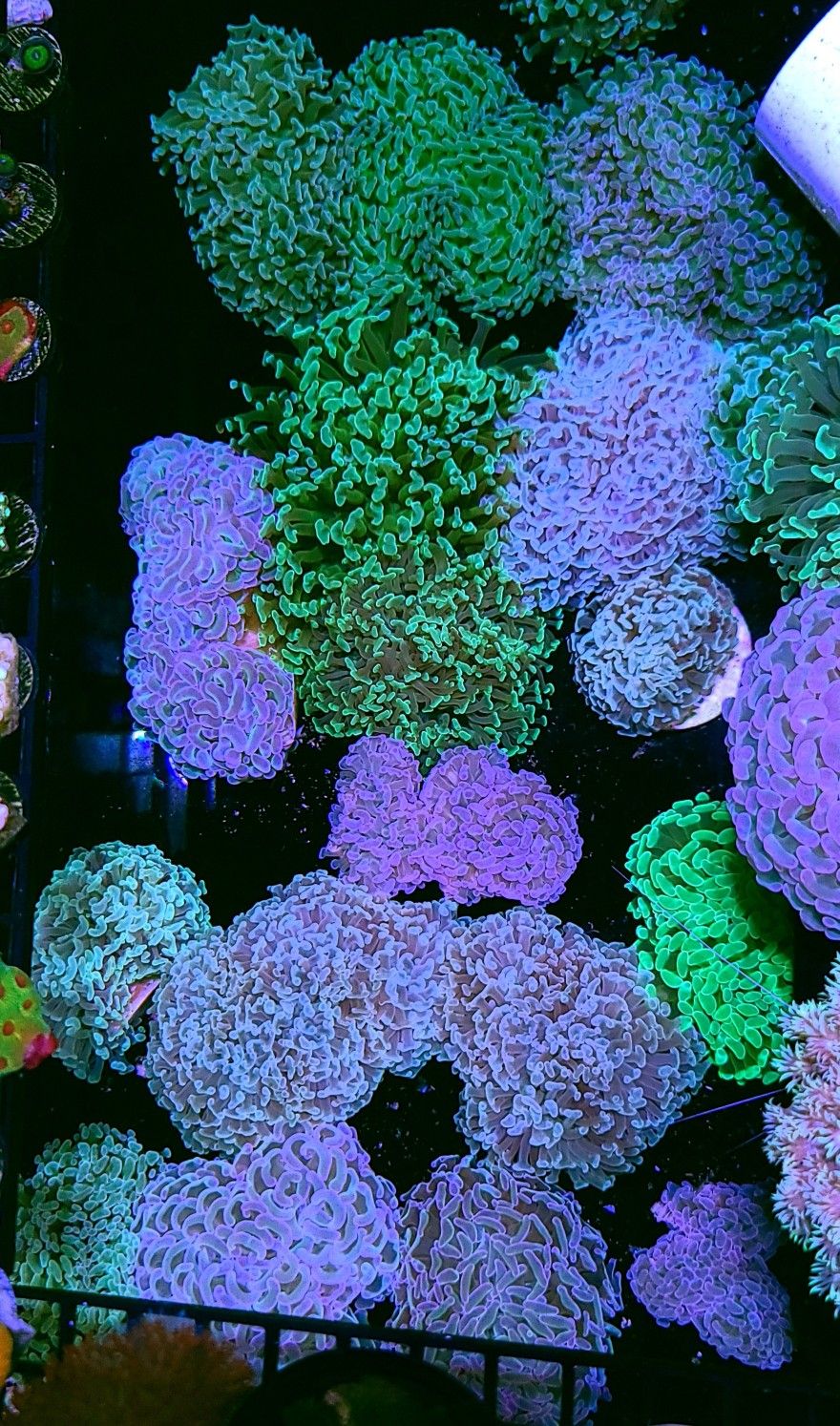 Euyphyllia Hammer Pack