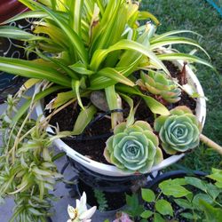 Flowers