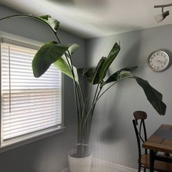 Bird Of Paradise Plant  