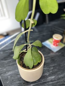 Heart Shape Plant - sweetheart Hoya 