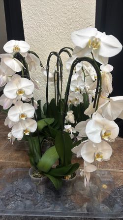 Orchids
