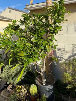 Lemon tree 🍋