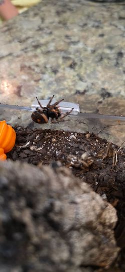 Selling jumping spider enclosure
