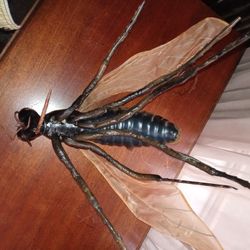 Farr's Vintage Brown Mosquito