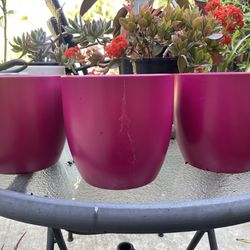 3 Magenta Pink Pots