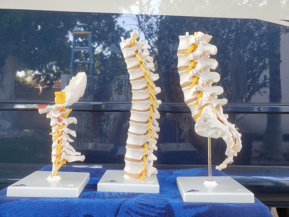 Medical Spinal Models (Normal)
