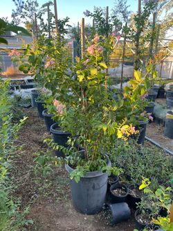 Crape Myrtle flowers