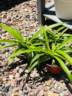 Green spider plant