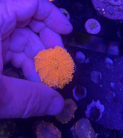 Neon Red Yuma Coral Mushroom WYSIWYG 