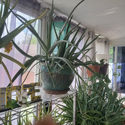 LG  Aloe  Vera Plant 