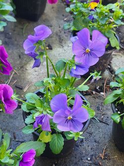 Lavendar Viola Flower Plants! Perennial Vareity! Several Colors Available! 2026 Plants Are Available Now!