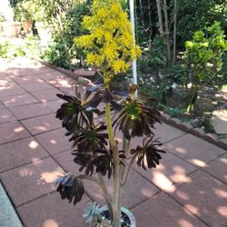 Magnificent Large Beautiful Mix Succulent Flower Plant Tall Antique Hand Paint Ceramic Pot Black Rose Asian 