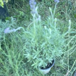 Lavender Plant